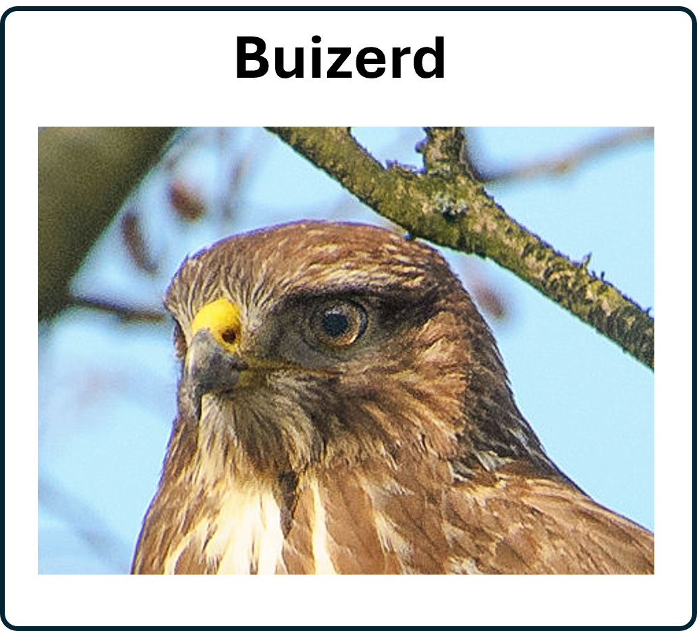 Buizerd