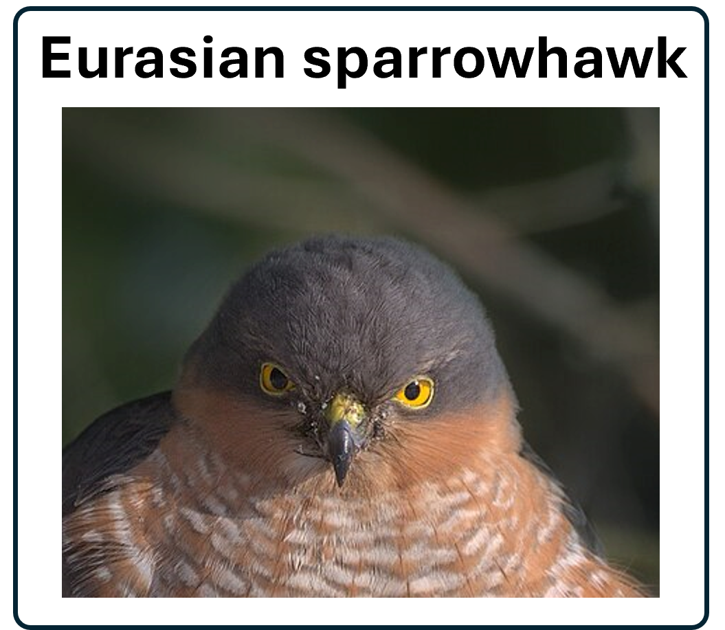 Go to the sparrowhawk