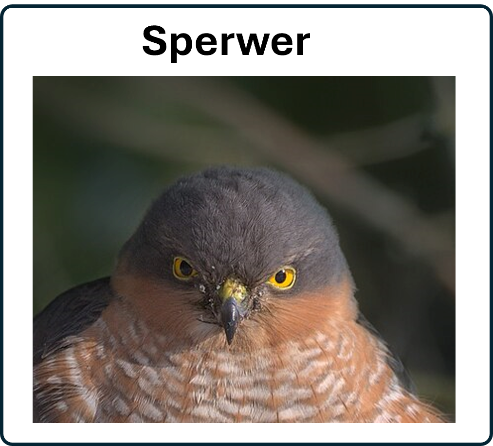Sperwer