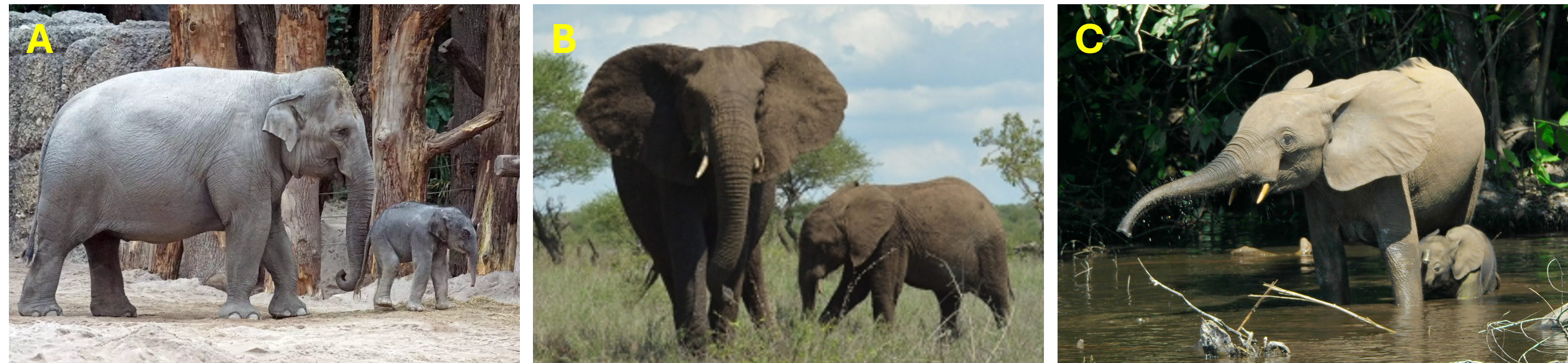 3ElephantSpecies