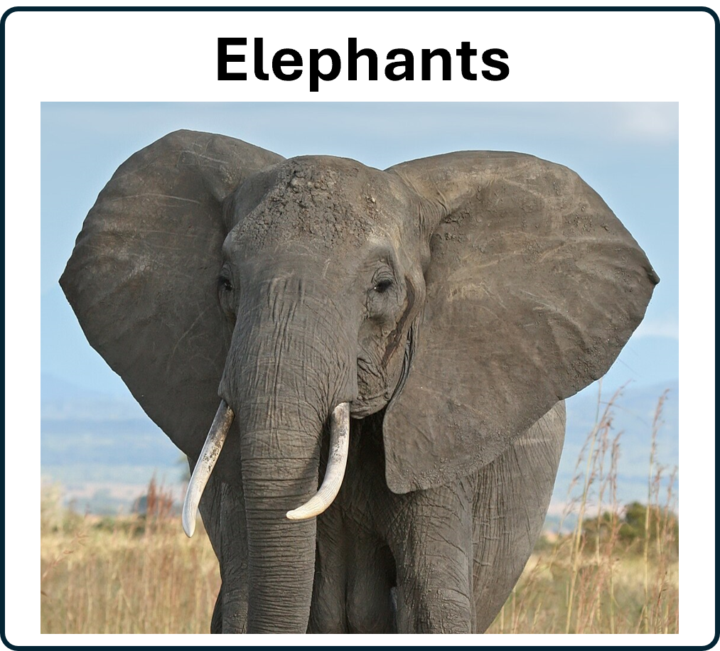 go to Elephants page