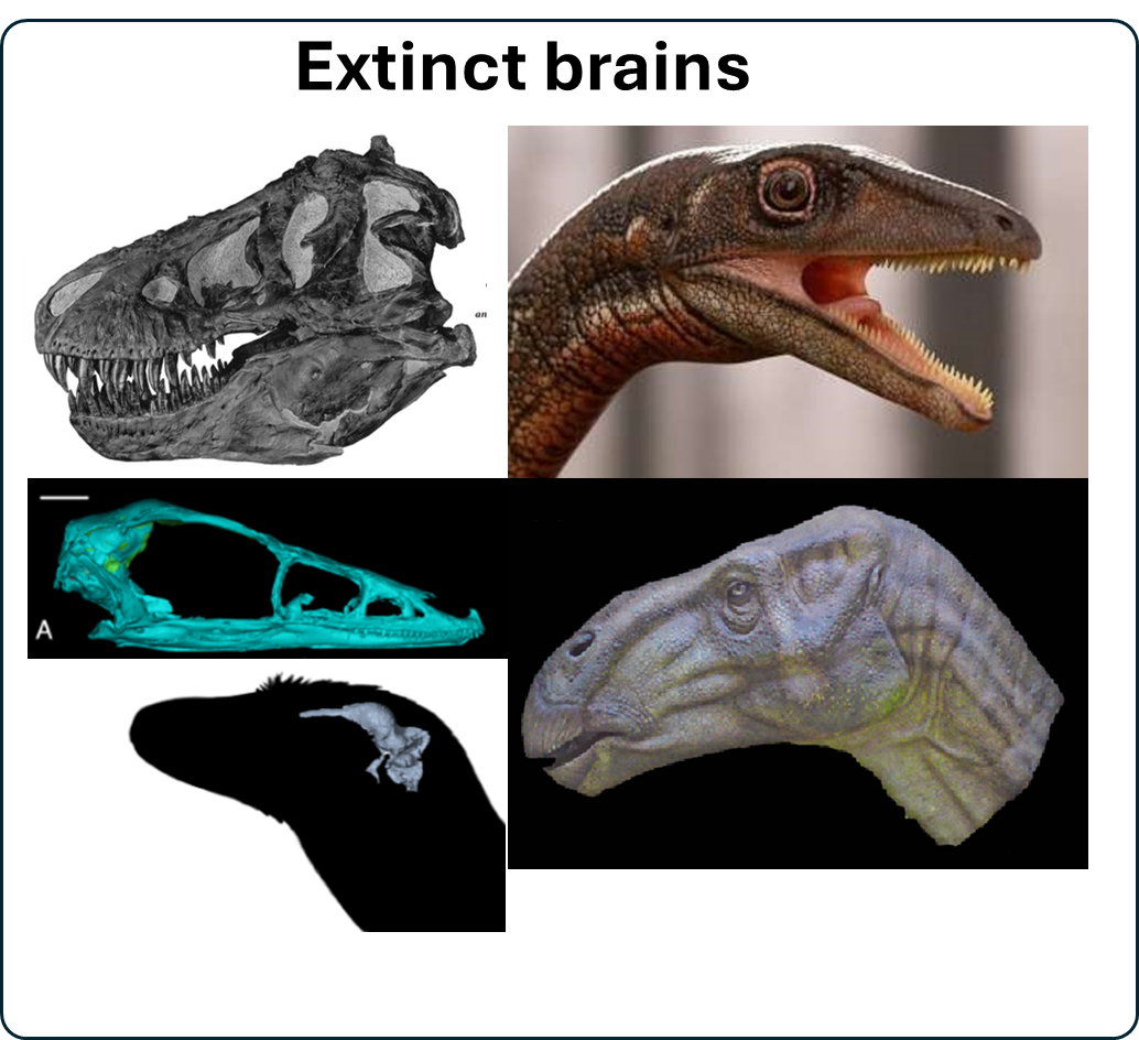 Go to the extinct brains