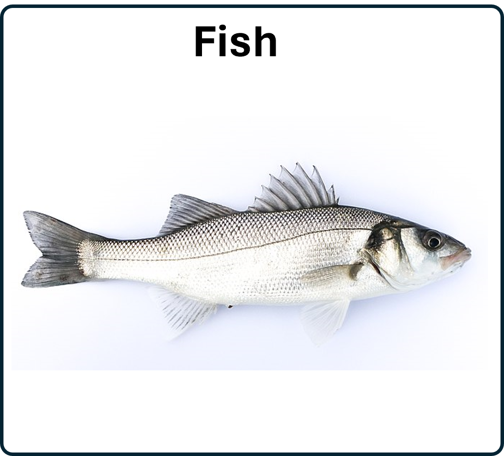 seabass