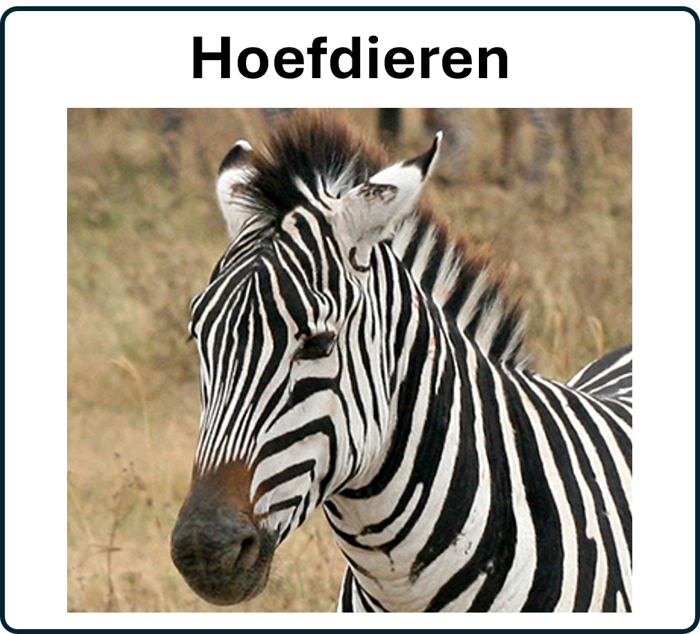 Zebra