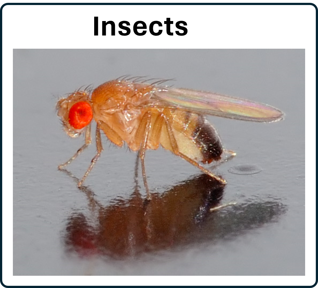 Drosophila