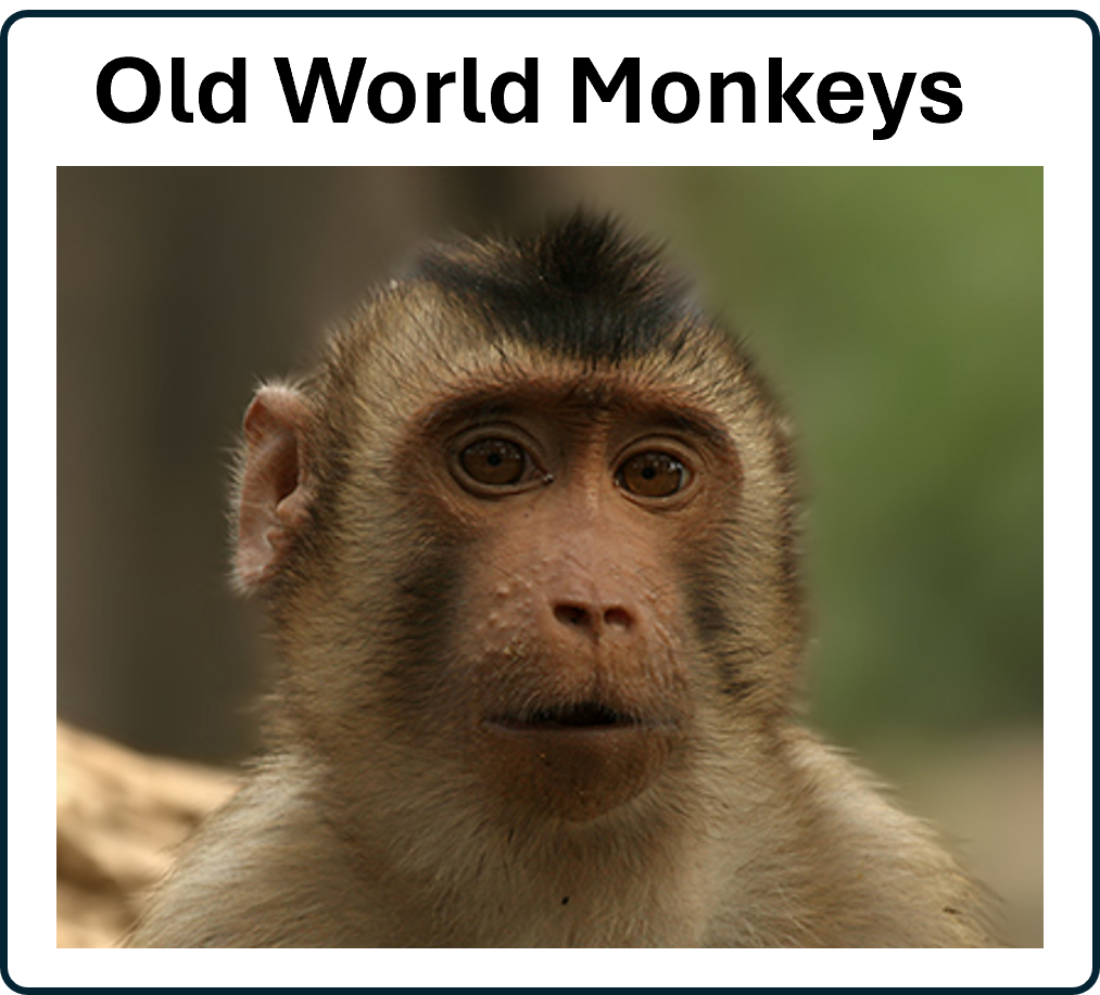 macaque