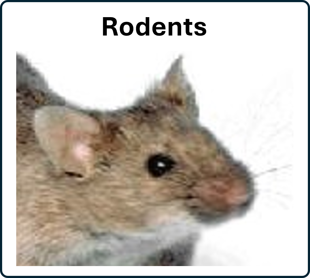 go to Rodents page