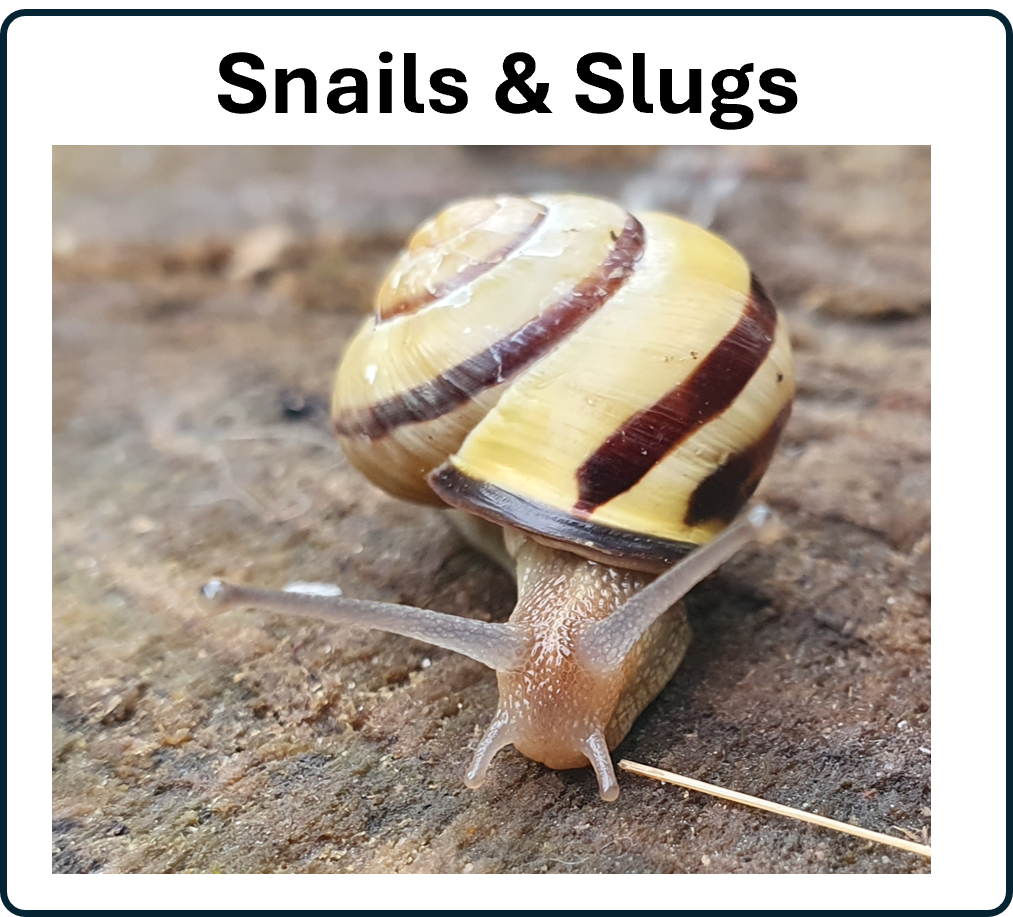 snail