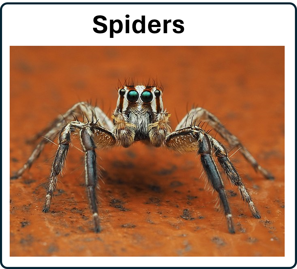 Spider