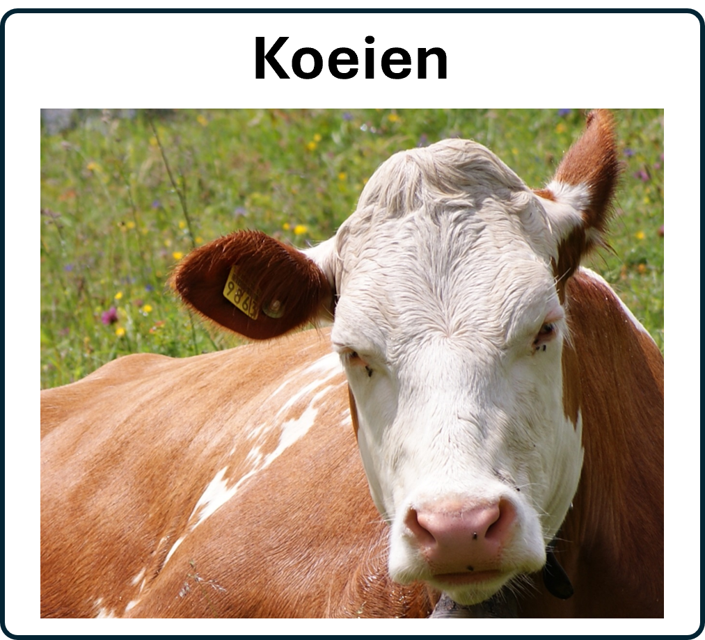 ga naar de koe